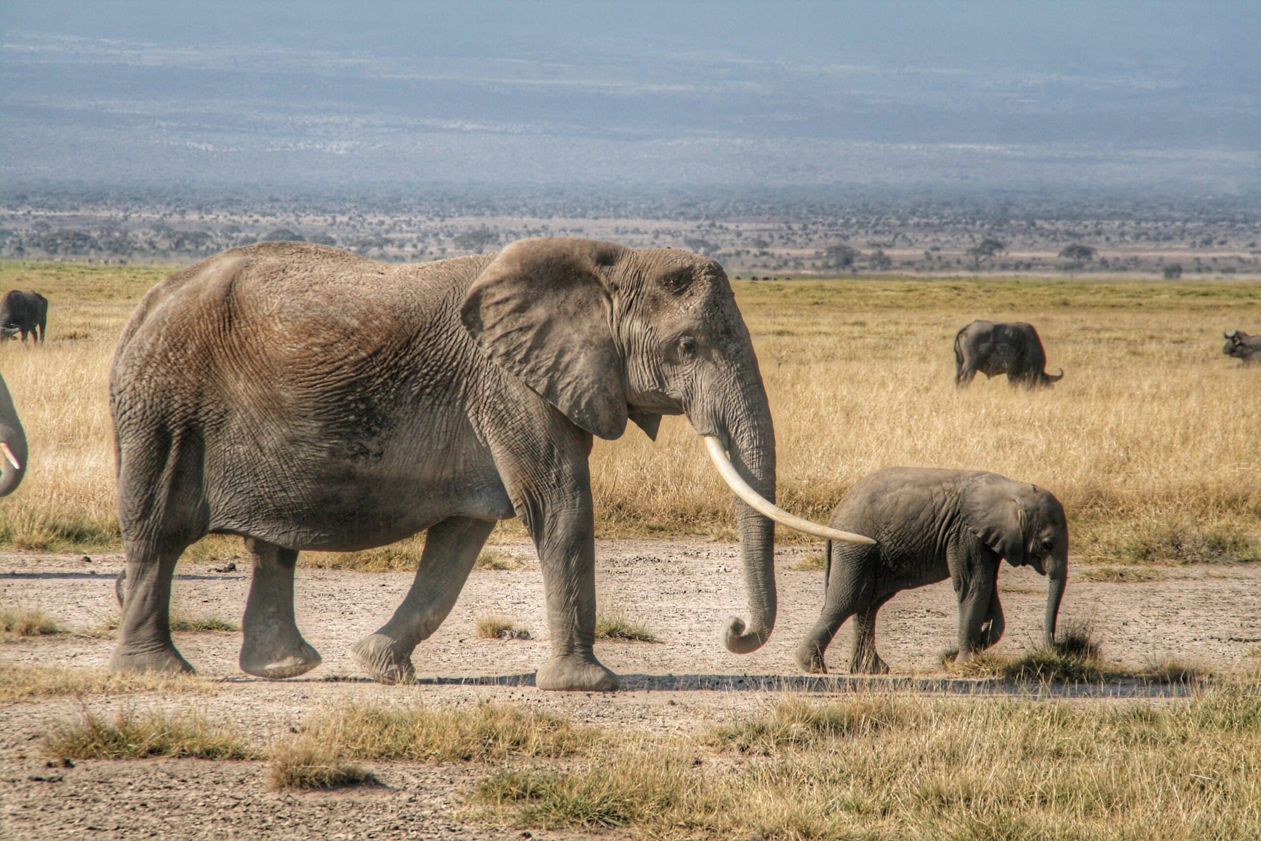 Elefantes en Safari